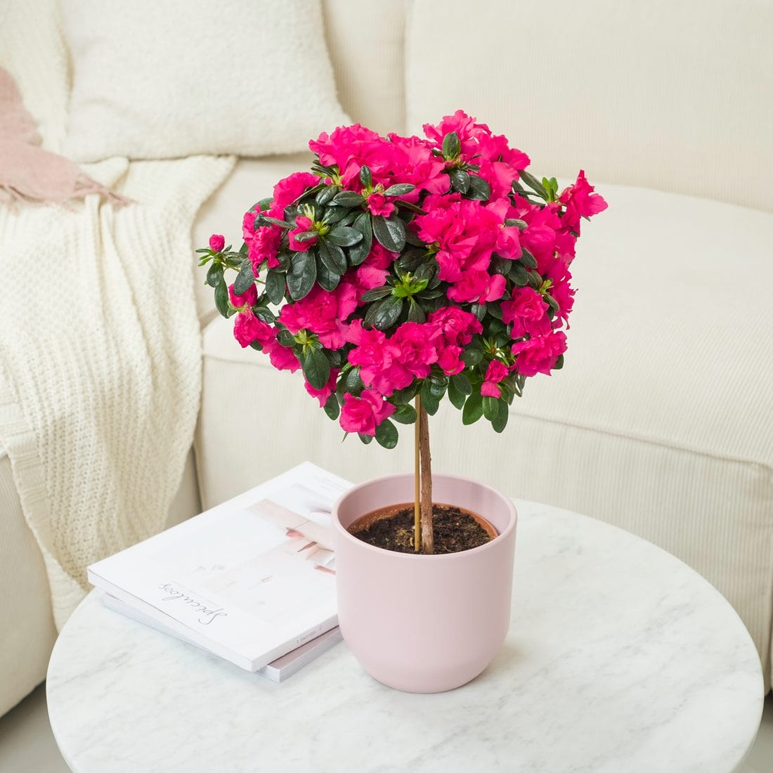 Azalea