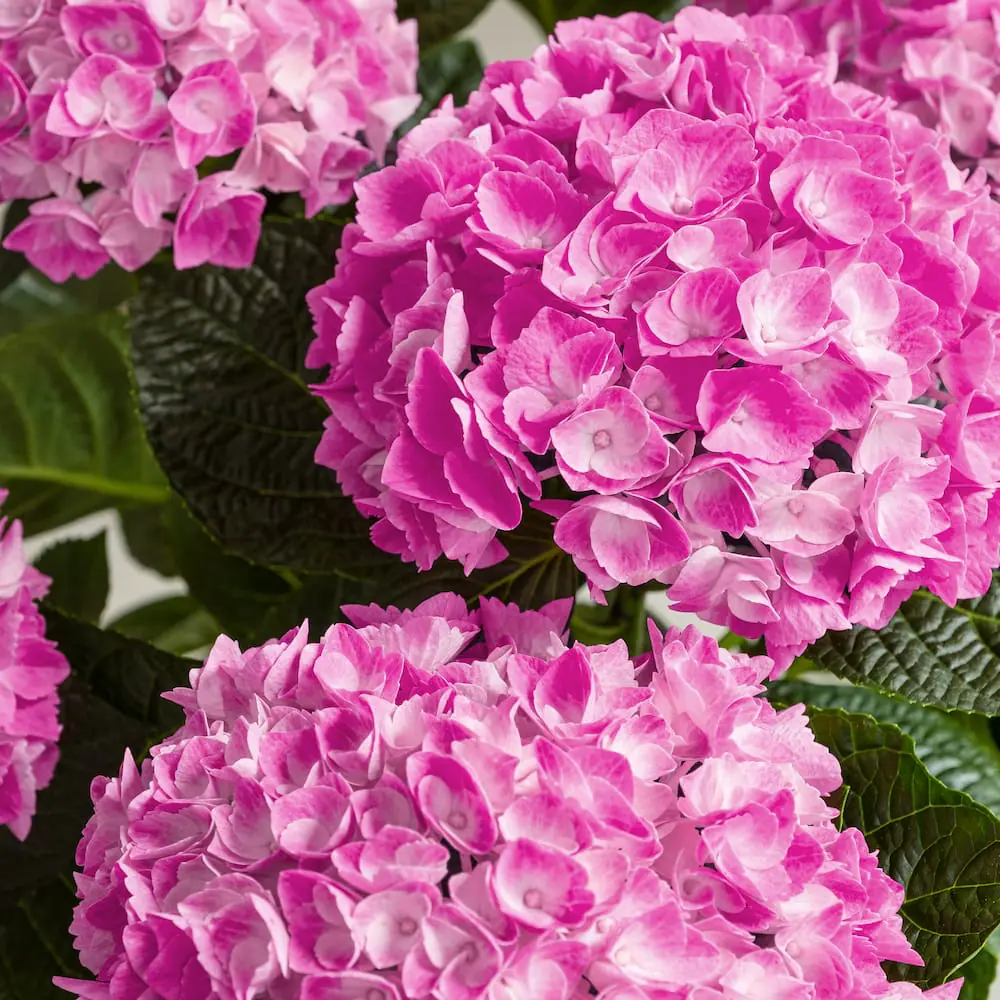 lyserød hortensia