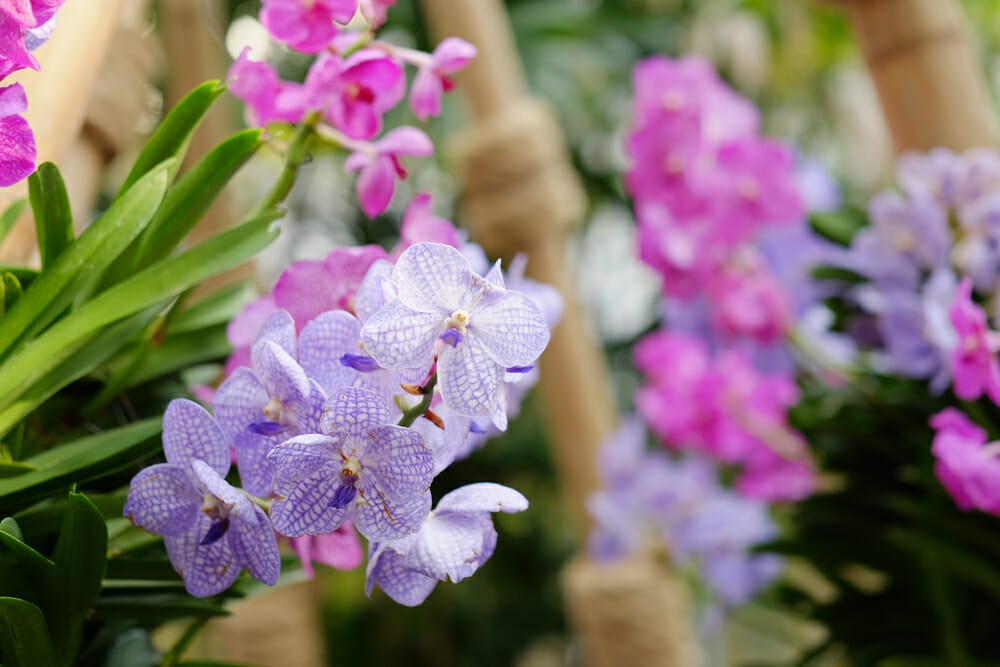 Vanda-orkidé i svag lilla