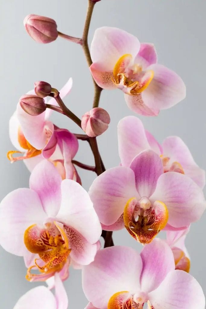 lyserøde orkidéblomster