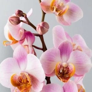 smuk lyserød orkide