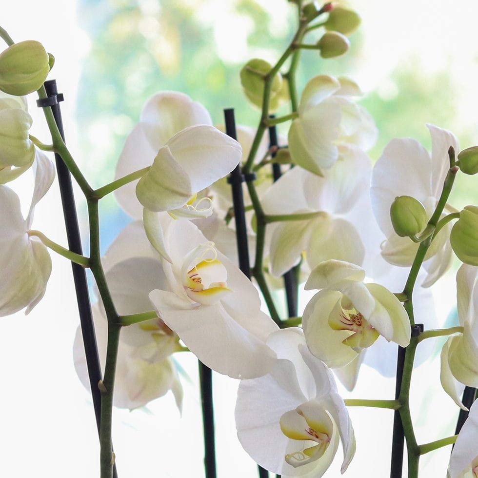 hvide orkidéer close-up