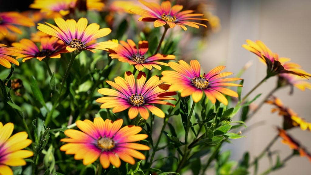 Spanske margueritter eller osteospermum