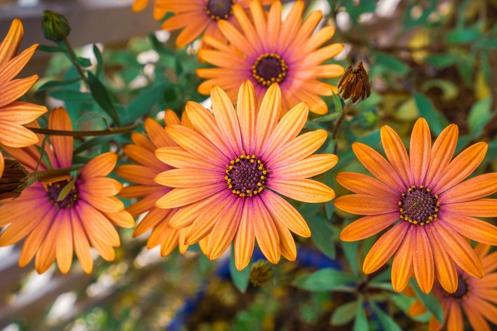 Spanske margueritter eller osteospermum