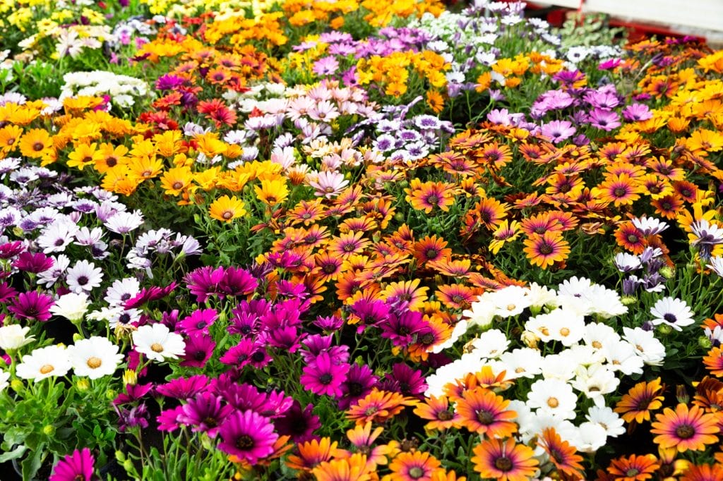 Spanske margueritter eller osteospermum