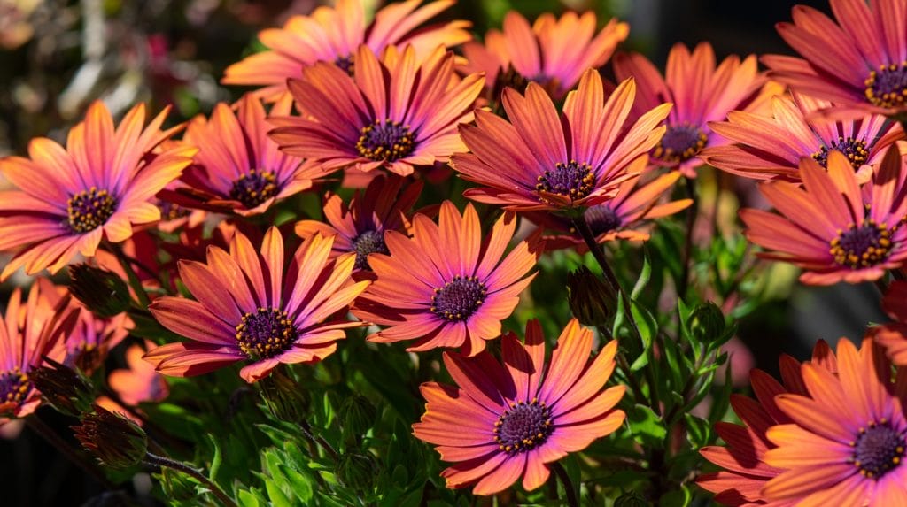 Spanske margueritter eller osteospermum