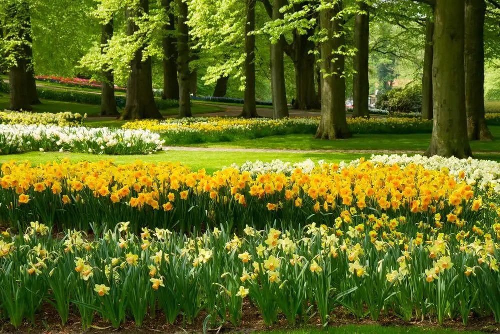 et bed med påskeliljer i en park