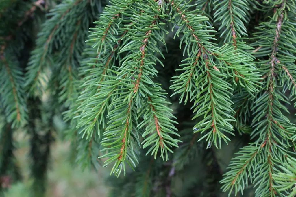 Picea abies