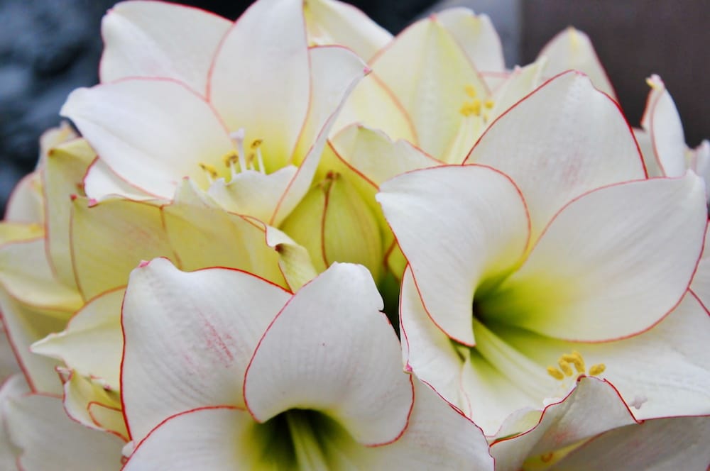 Unikke Picotte amaryllis-blomster i hvid med fin rød kant