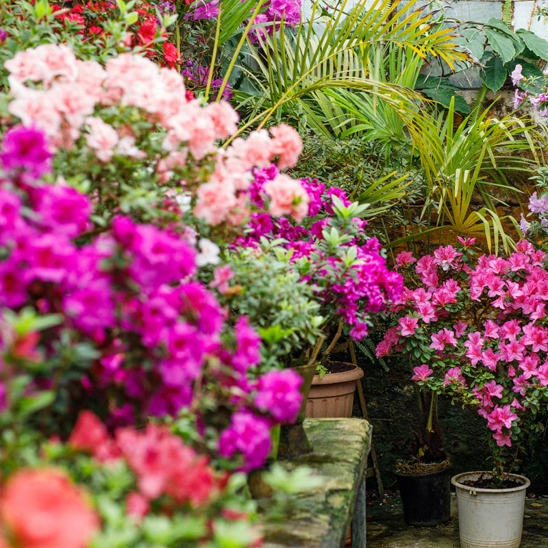 forskellige pink blomsterplanter