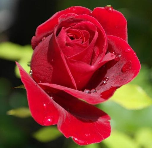 røde rose