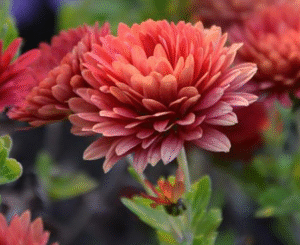 Røde blomster til boligen/haven | Interflora