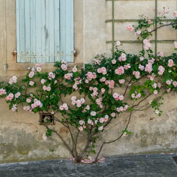 vilde roser langs husmur