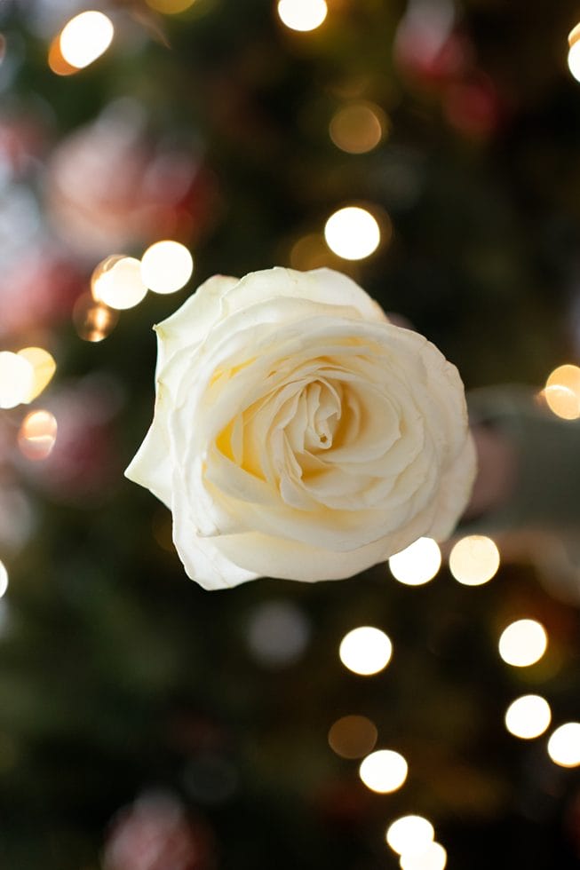hvid rose med lys i baggrunden