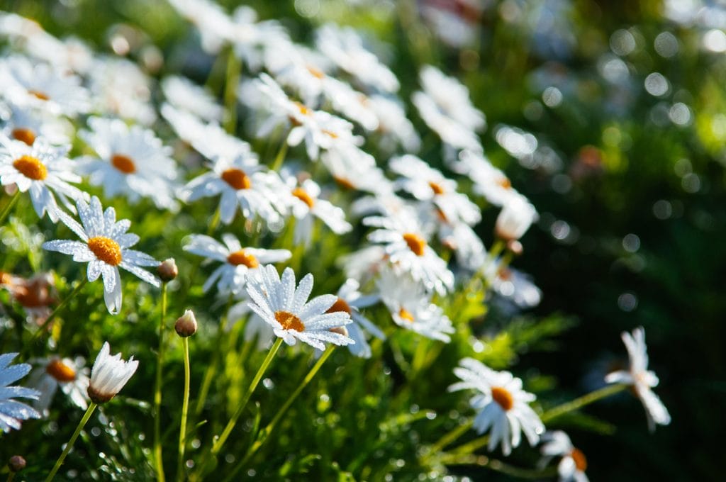 Chrysanthemum japonense i naturen