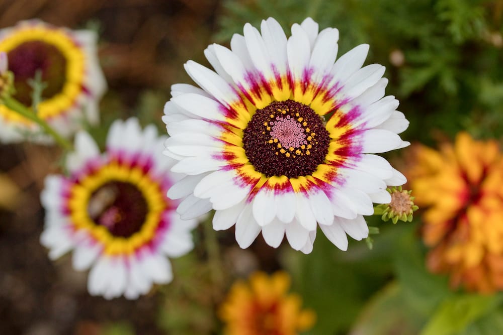 Chrysanthemum carinatum med sine fantastiske flerfarvede kronblade