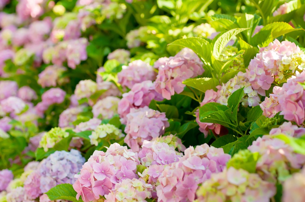 lyserøde udendørs hortensia