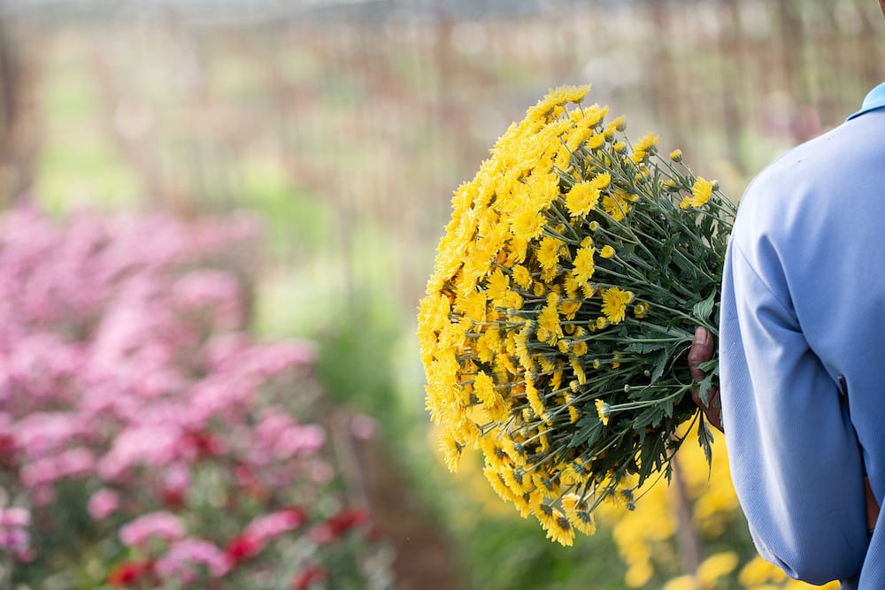 Person holder stor buket af gule Chrysanthemum indicum