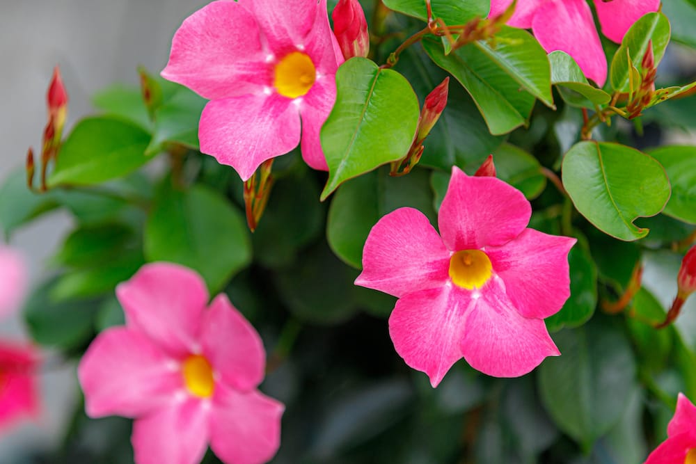 pink Dipladenia-blomster med gul midte