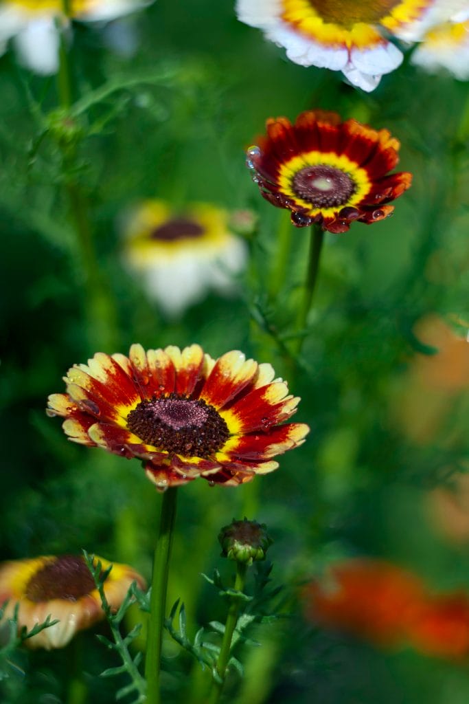 Chrysanthemum carinatum I højt græs med de hvide, røde og gule kronblade og brune øje