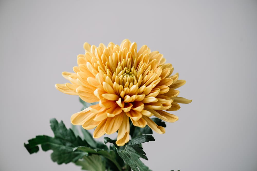 Orange/gul Chrysanthemum morifolium