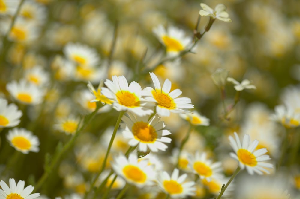 Chrysanthemum coronarium-blomster i naturen med de karakteristiske hvide og gule kronblade og gul midte