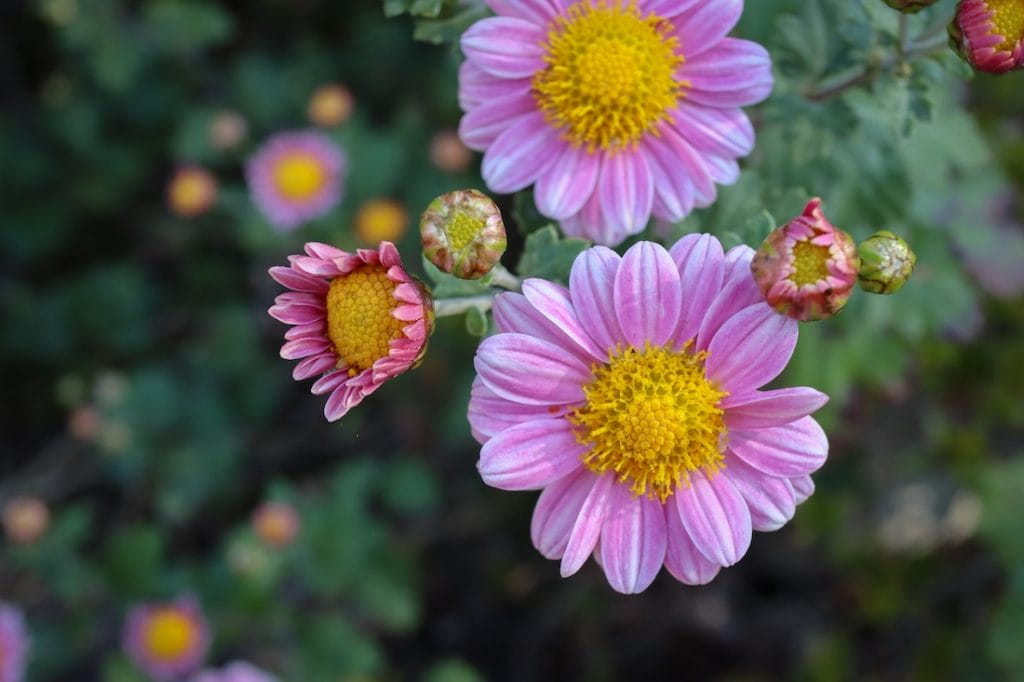 Chrysanthemum japonense med lyserøde blomsterblade