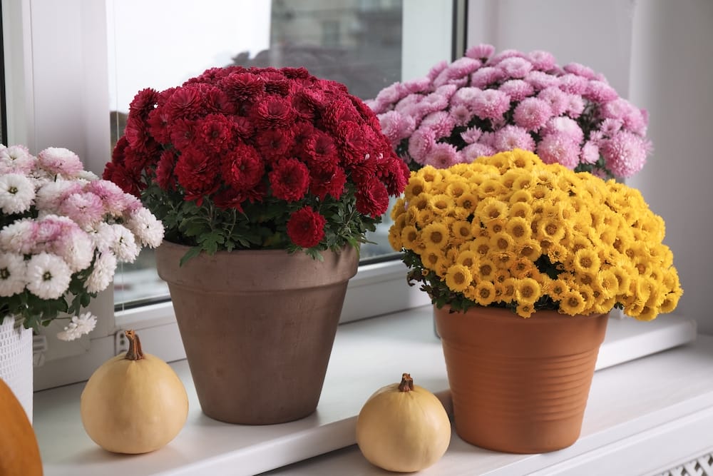 Røde, lyserøde, hvide og gule Chrysanthemum indicum I krukker foran dør med græskar