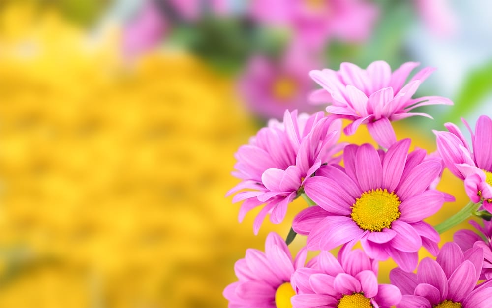 Lyserøde Chrysanthemum indicum og gule i baggrunden