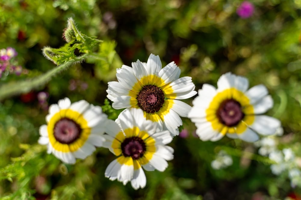 Chrysanthemum carinatum med sine flerfarvede blade og mørke øje