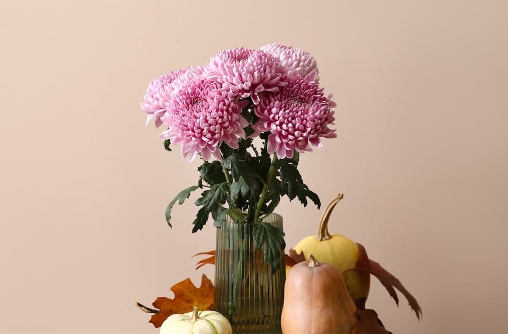 Lyserøde Chrysanthemum morifolium I grøn vase på bord med græskar