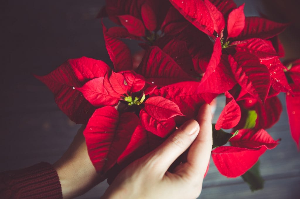 kvinde passer blomsterne på julestjerne