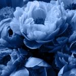 blå blomster