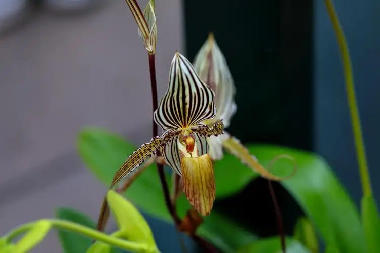 Rothschild’s Slipper Orchid