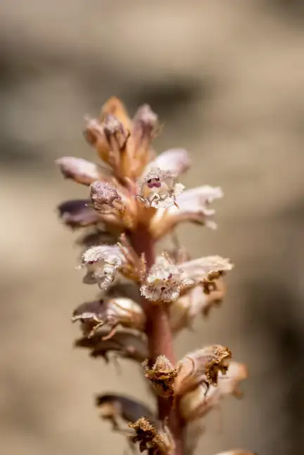 Gastrodia agnicellus