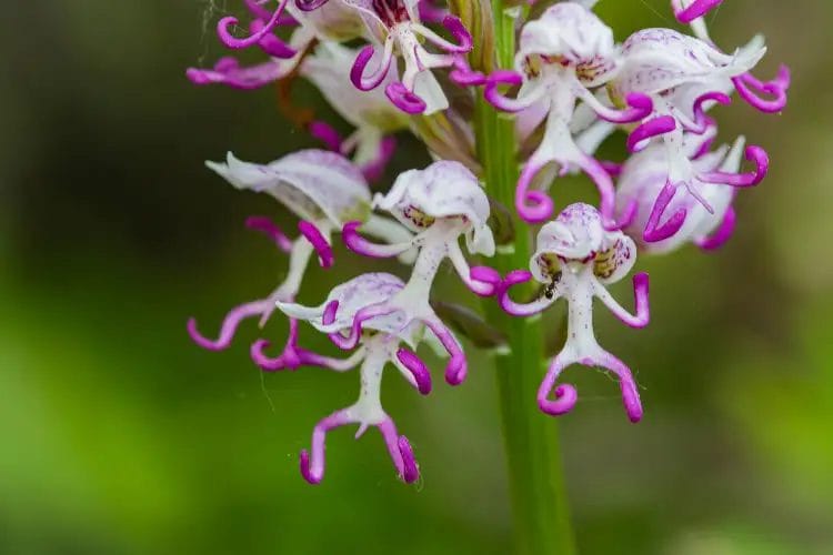 Orchis italica