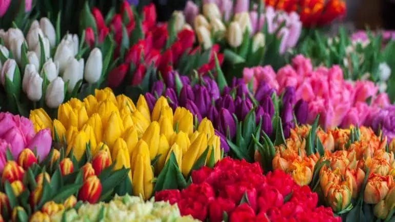 afskårne tulipaner i forskellige farver