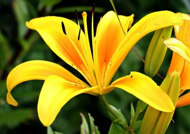 gul lilje