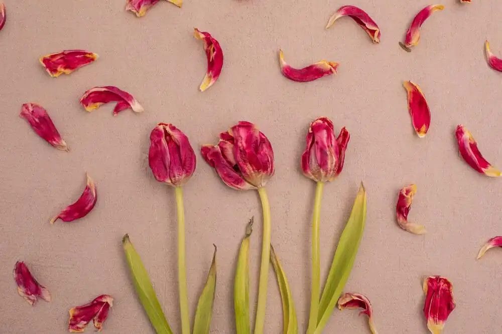 tørrede lyserøde tulipaner