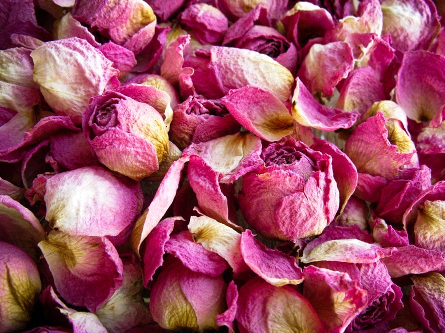 Tørrede pink roser