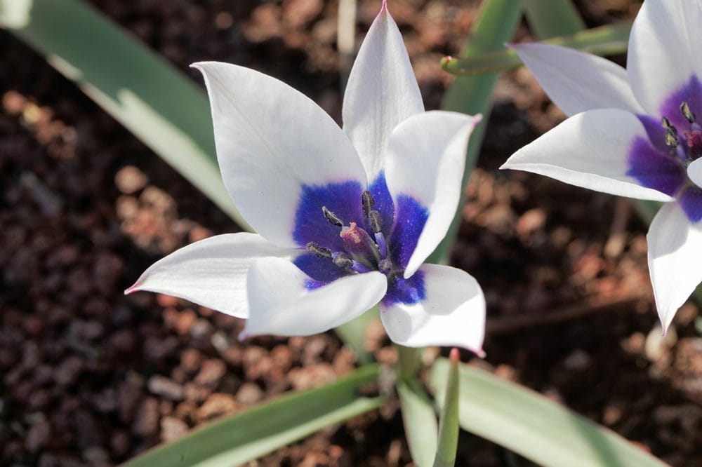 en hvid og blå Humilis tulipan