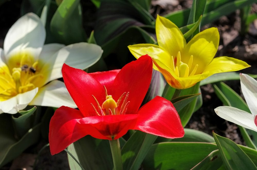 Rød, hvid og gule Kaufmanniana-tulipaner