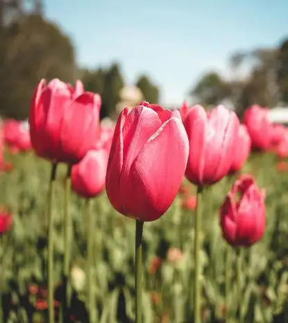 mark med tulipaner