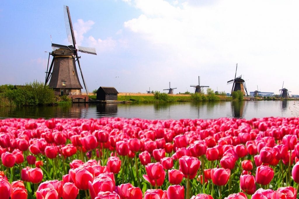 Holland og Tulipaner