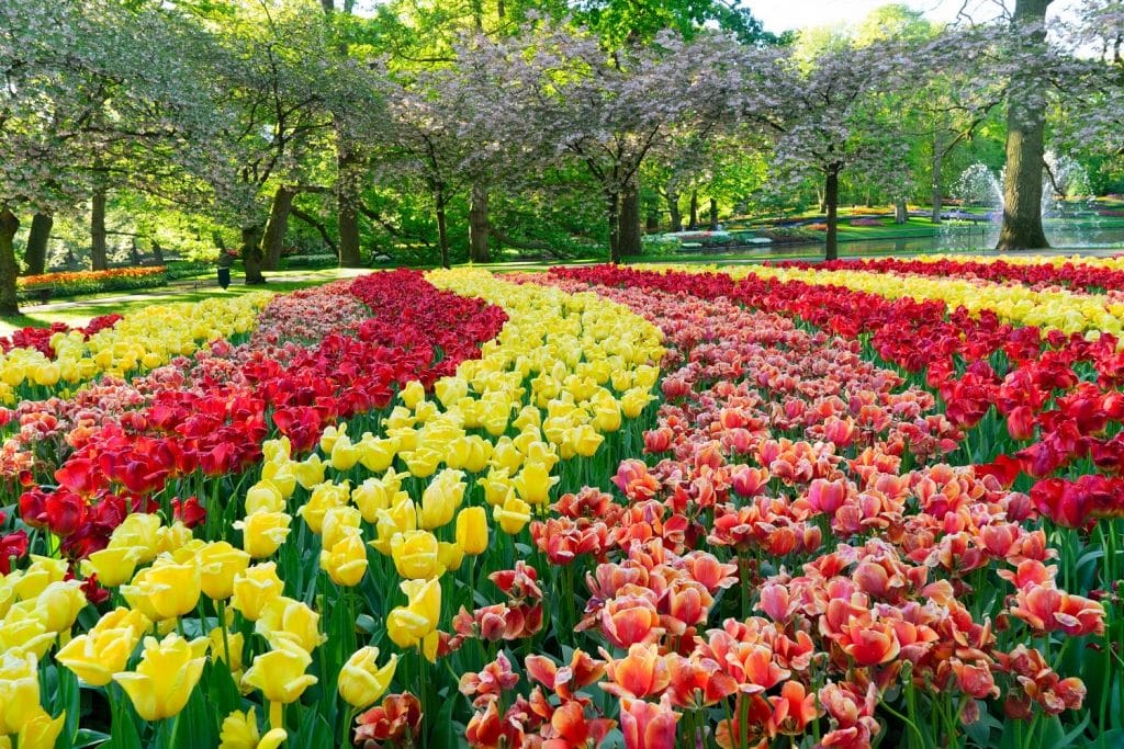 Farverige tulipaner