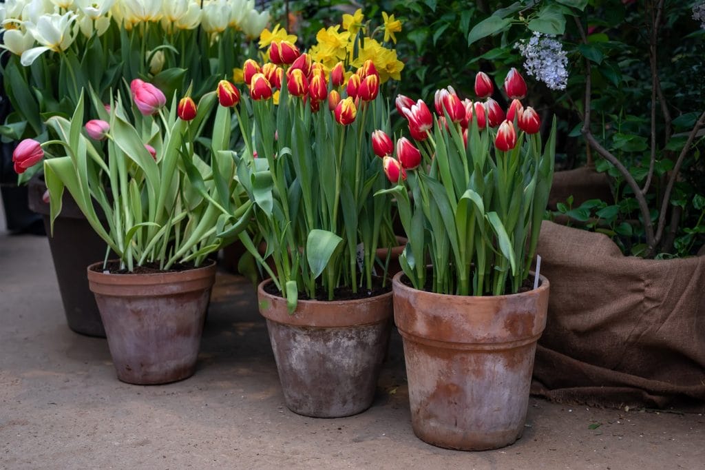 Tulipaner i krukker