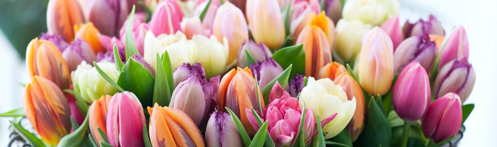 Tulipaner i lyserøde, lilla og orange nuancer