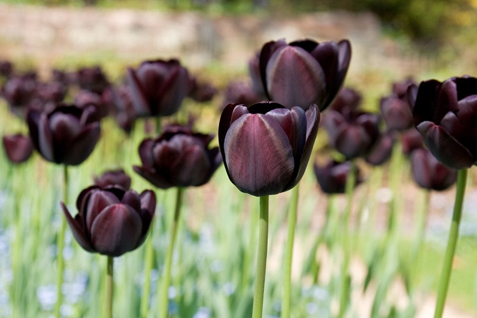 sorte tulipaner