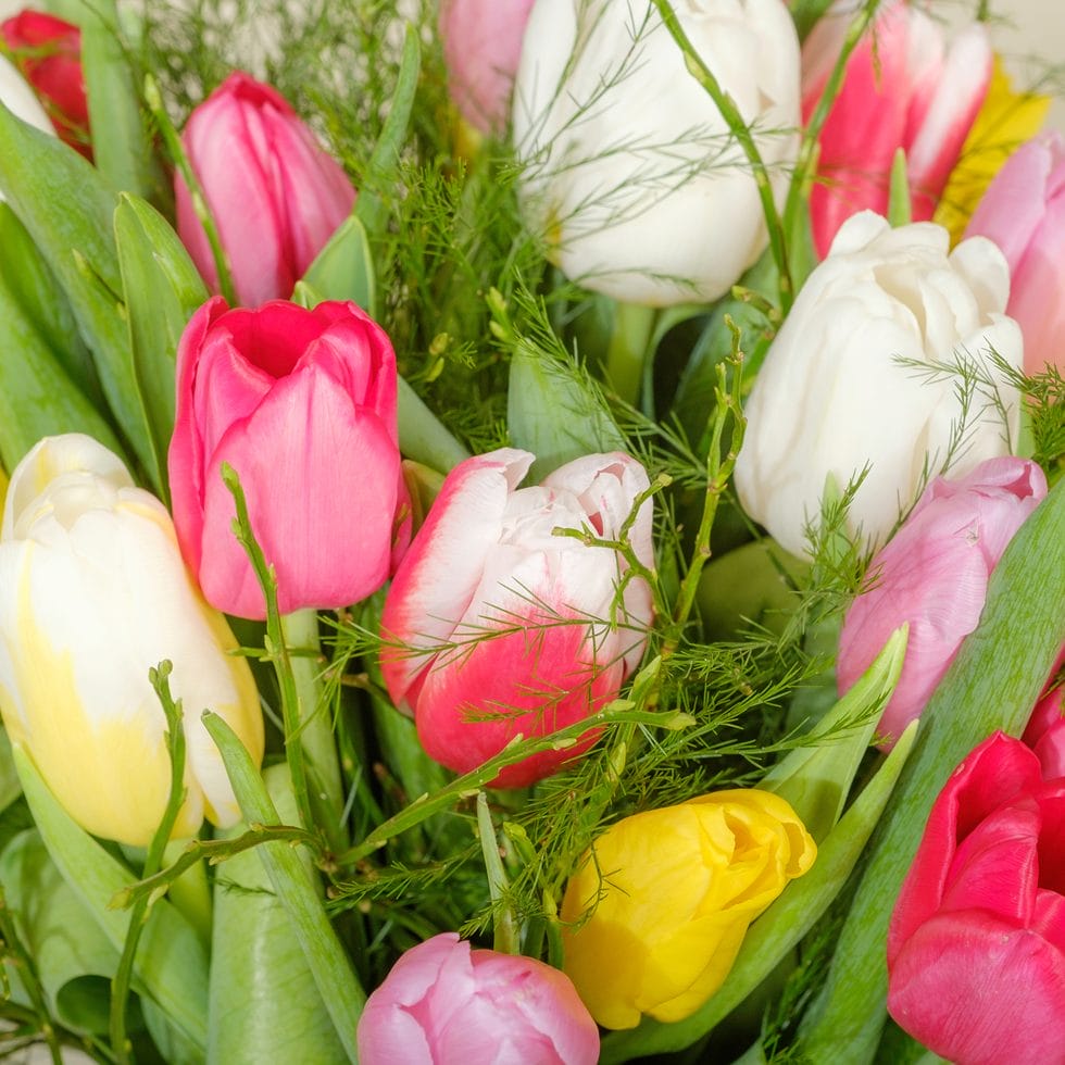 multifarvede tulipaner i buket