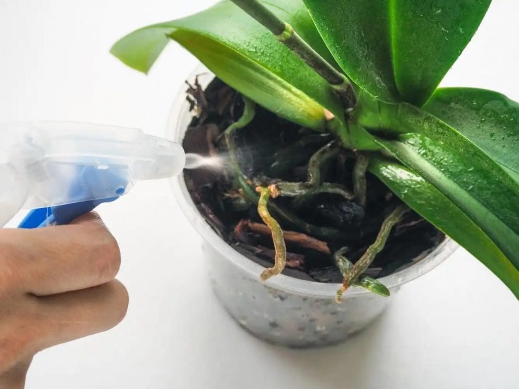 vanding af orkide med spray